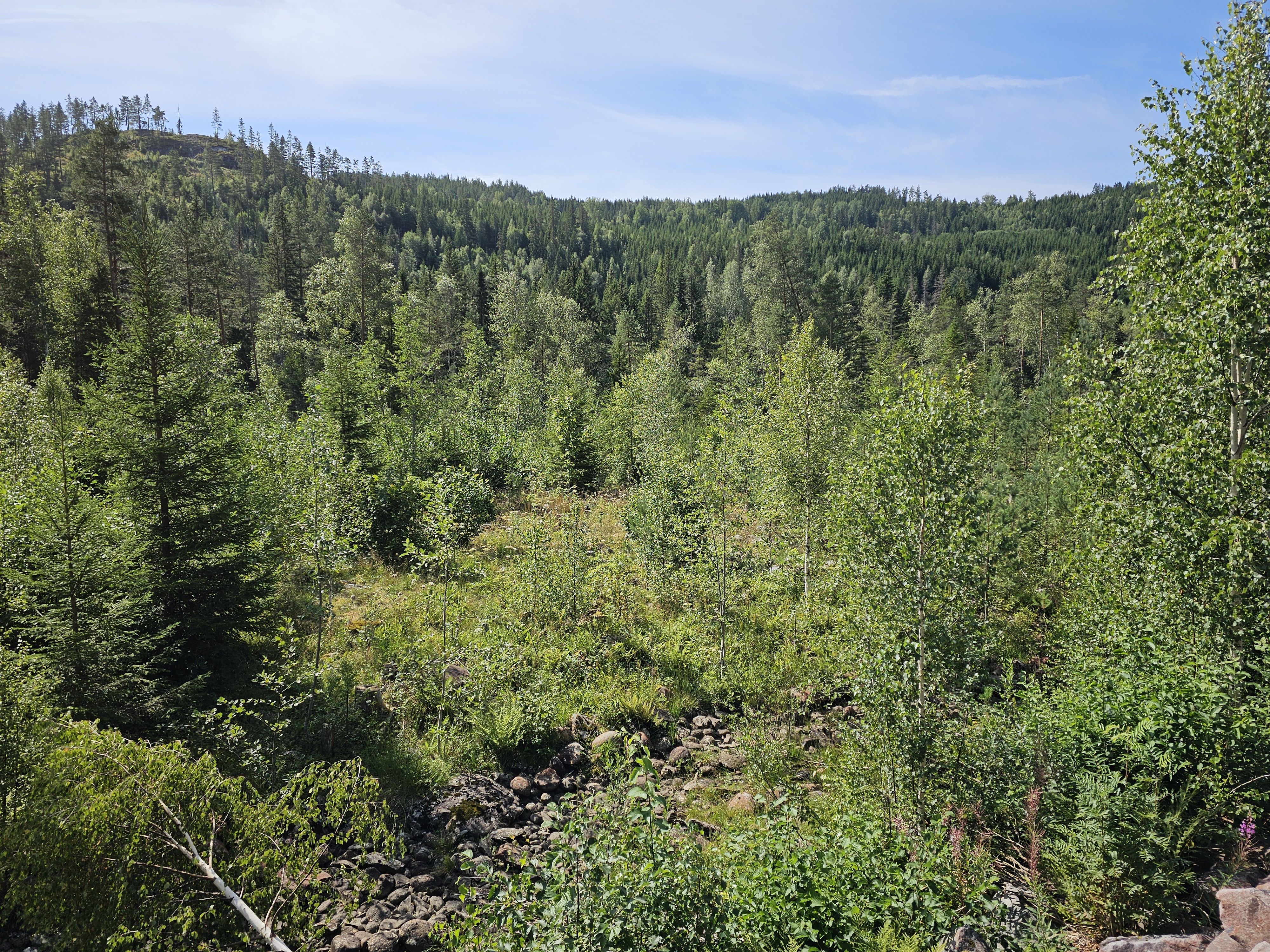 Grüne Landschaft